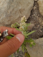 Gnaphalium polycaulon