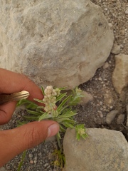Gnaphalium polycaulon
