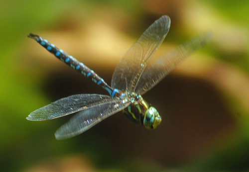 Lance-tipped Darner photo 4