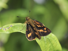 Potanthus lydia