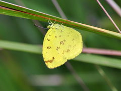Eurema ada
