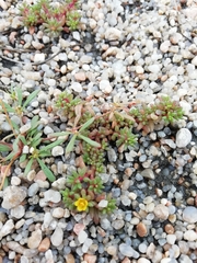 Portulaca papulosa