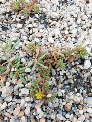 Portulaca papulosa