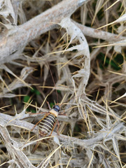 Lluciapomaresius ortegai