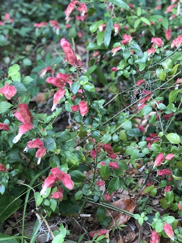 Shrimp plant