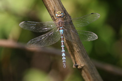 Rhionaeschna absoluta