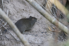 Galea musteloides