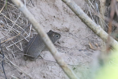 Galea musteloides