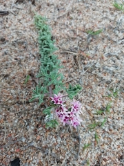 Stevia satureiifolia