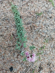 Stevia satureiifolia