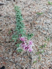 Stevia satureiifolia