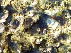 Brachidontes