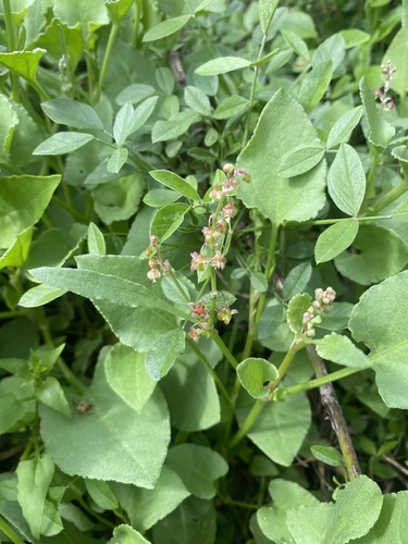 Rumex bucephalophorus image