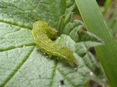 Hypena proboscidalis