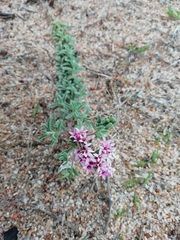 Stevia satureiifolia