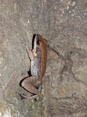 Sylvirana mortenseni