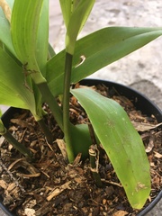 Prosthechea varicosa