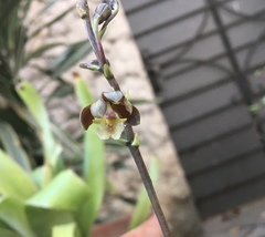 Prosthechea varicosa