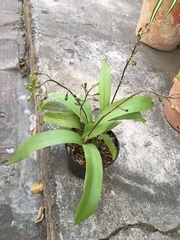 Prosthechea varicosa