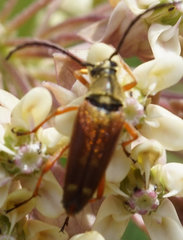 Typocerus acuticauda