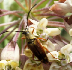Typocerus acuticauda