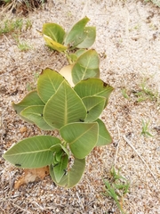 Asclepias × aequicornu