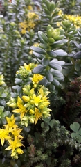 Sedum × luteoviride