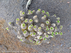 Eudema nubigena