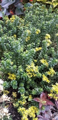 Sedum × luteoviride