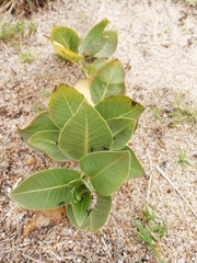 Asclepias × aequicornu
