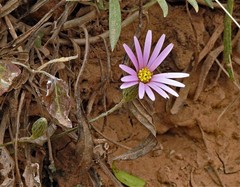 Onoseris alata