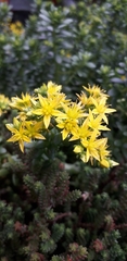 Sedum × luteoviride