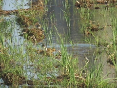 Calidris subminuta