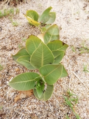 Asclepias × aequicornu