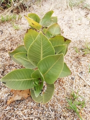 Asclepias × aequicornu