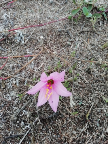 Image of Zephyranthes gracilifolia by (c) Agustina Medina, some rights reserved (CC BY)
