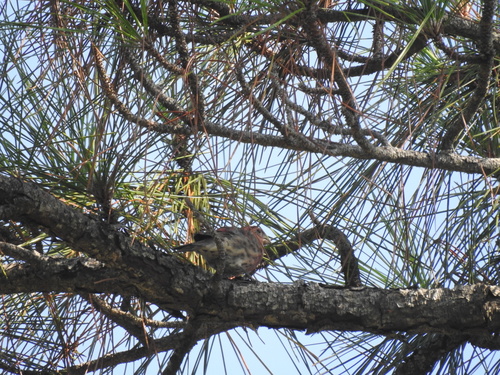 Fringillidae image