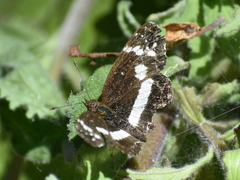 Castilia