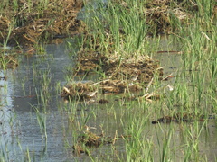 Calidris subminuta