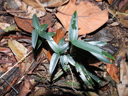 Scindapsus hederaceus, photograph 2