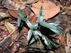 Scindapsus hederaceus