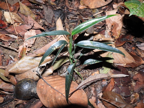 Scindapsus hederaceus, photograph 3