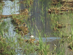 Calidris subminuta