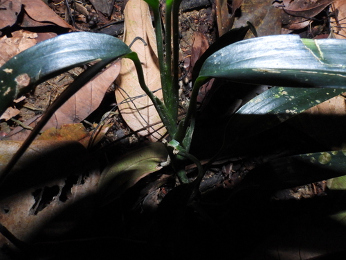 Scindapsus hederaceus, photograph 4