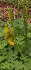 Oxalis pes-caprae