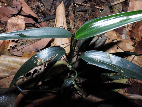 Scindapsus hederaceus, photograph 5