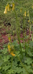 Oxalis pes-caprae