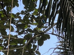 Halcyon senegalensis