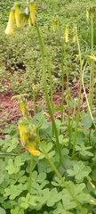 Oxalis pes-caprae