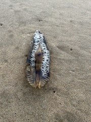 Callorhinchus capensis
